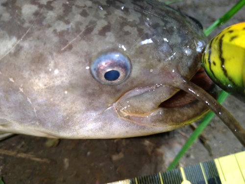 ナマズの釣果