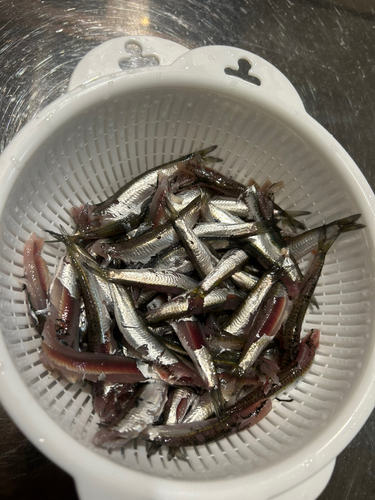 カタクチイワシの釣果