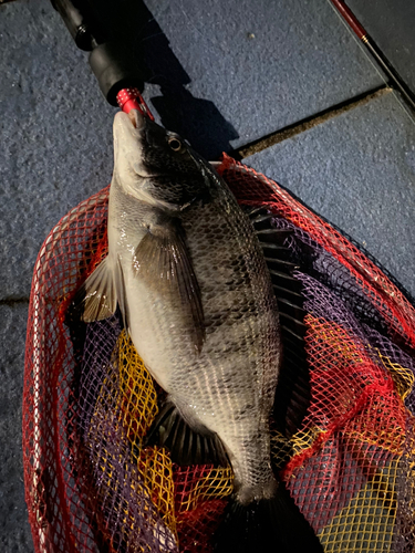 クロダイの釣果