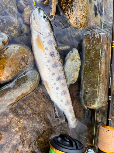 ヤマメの釣果