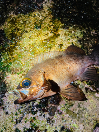 アカメバルの釣果