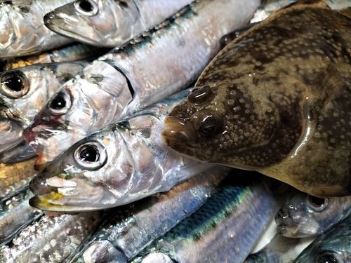 カワガレイの釣果