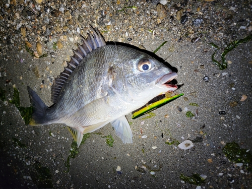 キビレの釣果