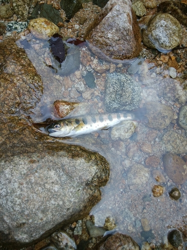 アマゴの釣果