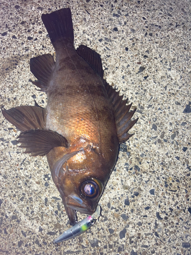 メバルの釣果