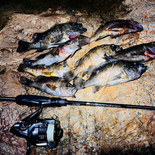 メバルの釣果