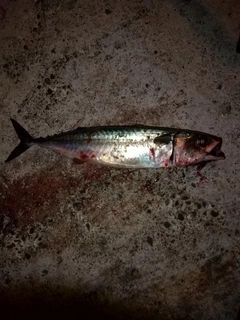 ゴマヒレキントキの釣果