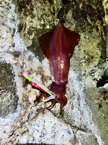 ケンサキイカの釣果