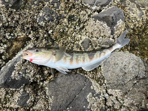 ホッケの釣果