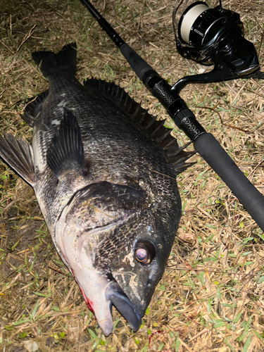 クロダイの釣果