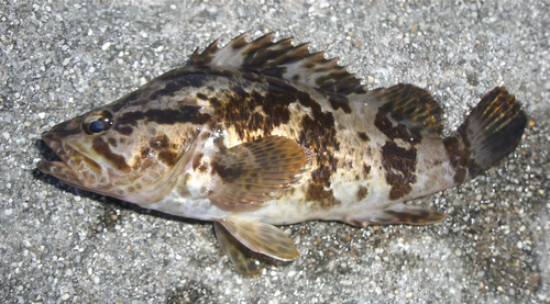 タケノコメバルの釣果