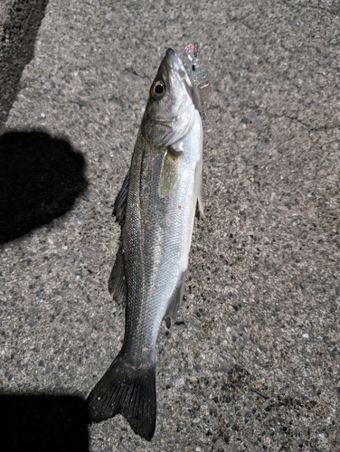 ミミイカの釣果