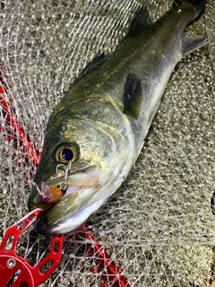 フッコ（マルスズキ）の釣果