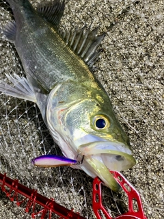 フッコ（マルスズキ）の釣果