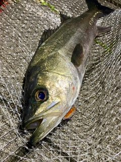 フッコ（マルスズキ）の釣果