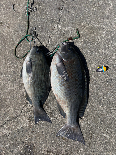 メジナの釣果