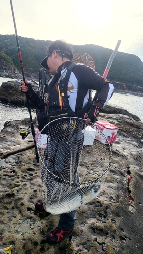 ヘダイの釣果