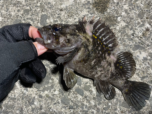 オウゴンムラソイの釣果