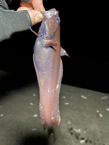 ドンコの釣果