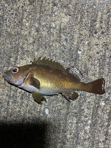 エゾメバルの釣果