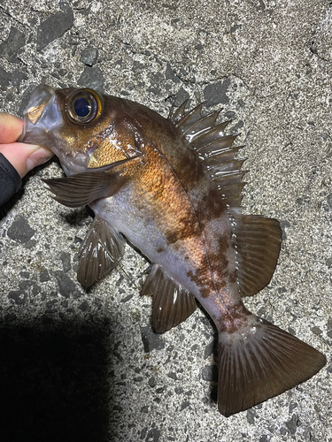 シロメバルの釣果