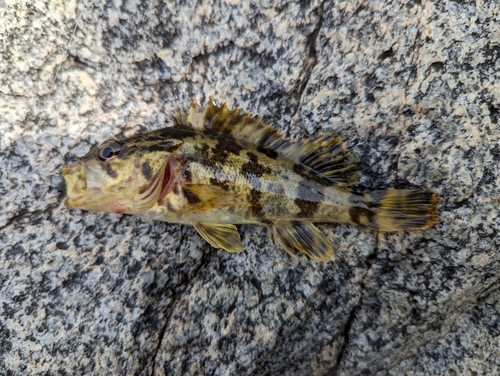 タケノコメバルの釣果