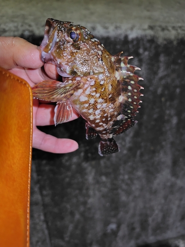 カサゴの釣果