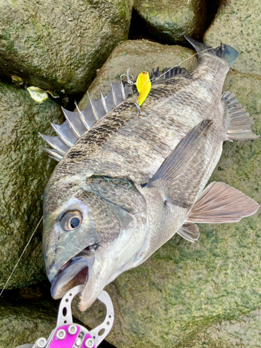 チヌの釣果