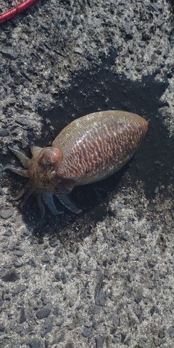 コウイカの釣果