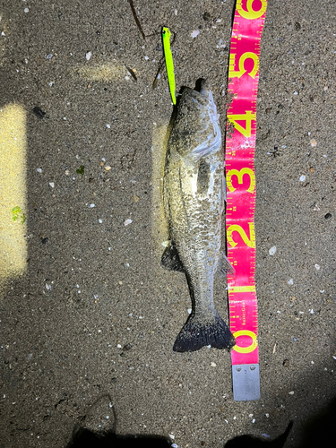 シーバスの釣果