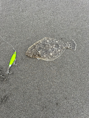 ソゲの釣果