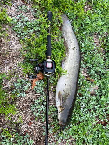 ナマズの釣果