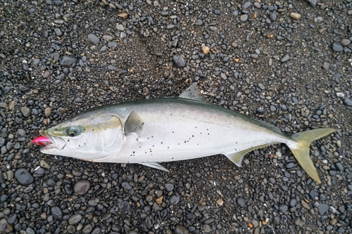 メジロの釣果