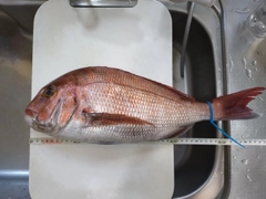 マダイの釣果