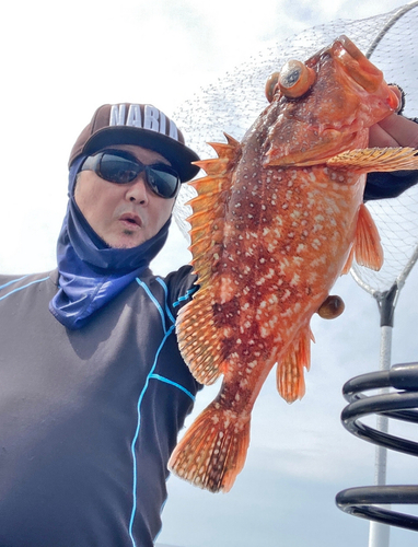 ウッカリカサゴの釣果