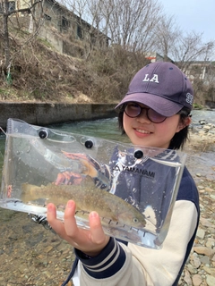 イワナの釣果