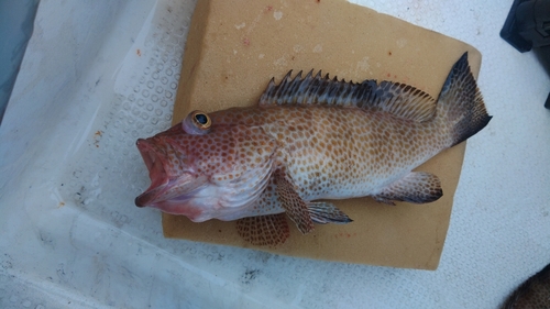 オオモンハタの釣果