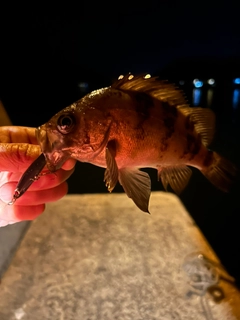 メバルの釣果