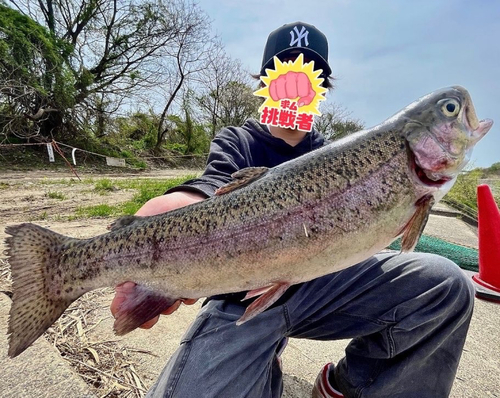 ニジマスの釣果