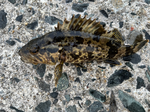 タケノコメバルの釣果