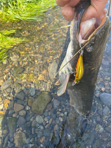 ナマズの釣果