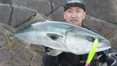 ハマチの釣果