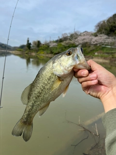 ラージマウスバスの釣果