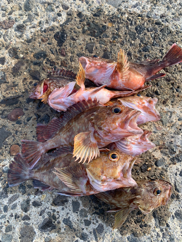 カサゴの釣果