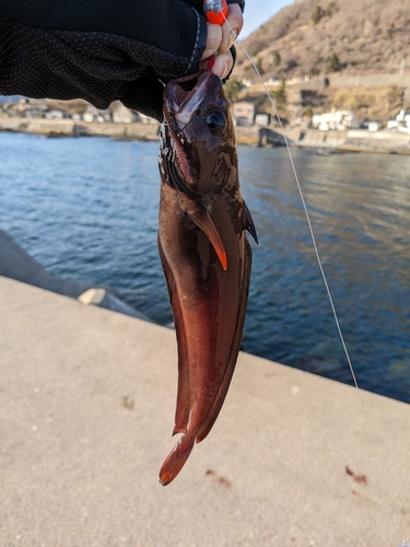 ドンコの釣果