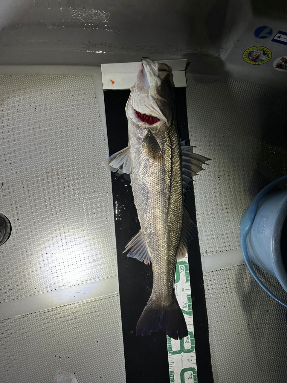 Yasu|世界中の魚を釣りまくりたい！さんの釣果 2枚目の画像