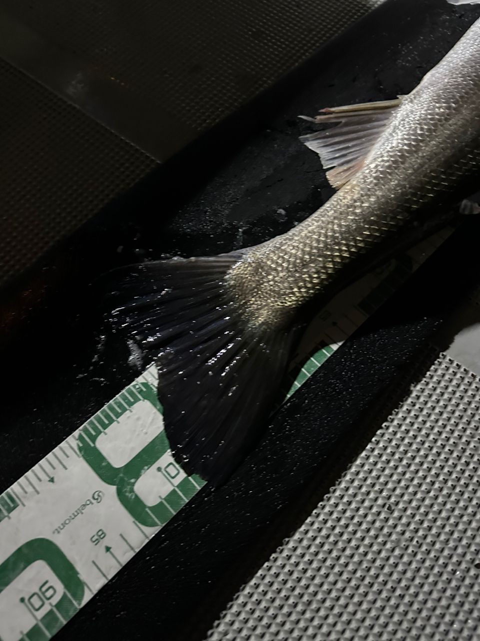 Yasu|世界中の魚を釣りまくりたい！さんの釣果 3枚目の画像