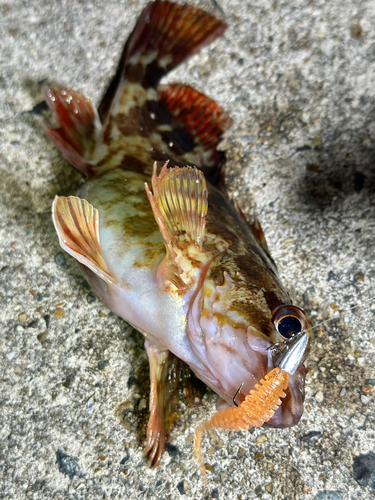 ガシラの釣果