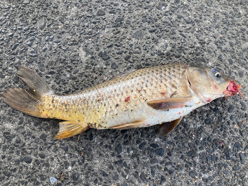 コイの釣果