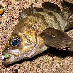 メバルの釣果